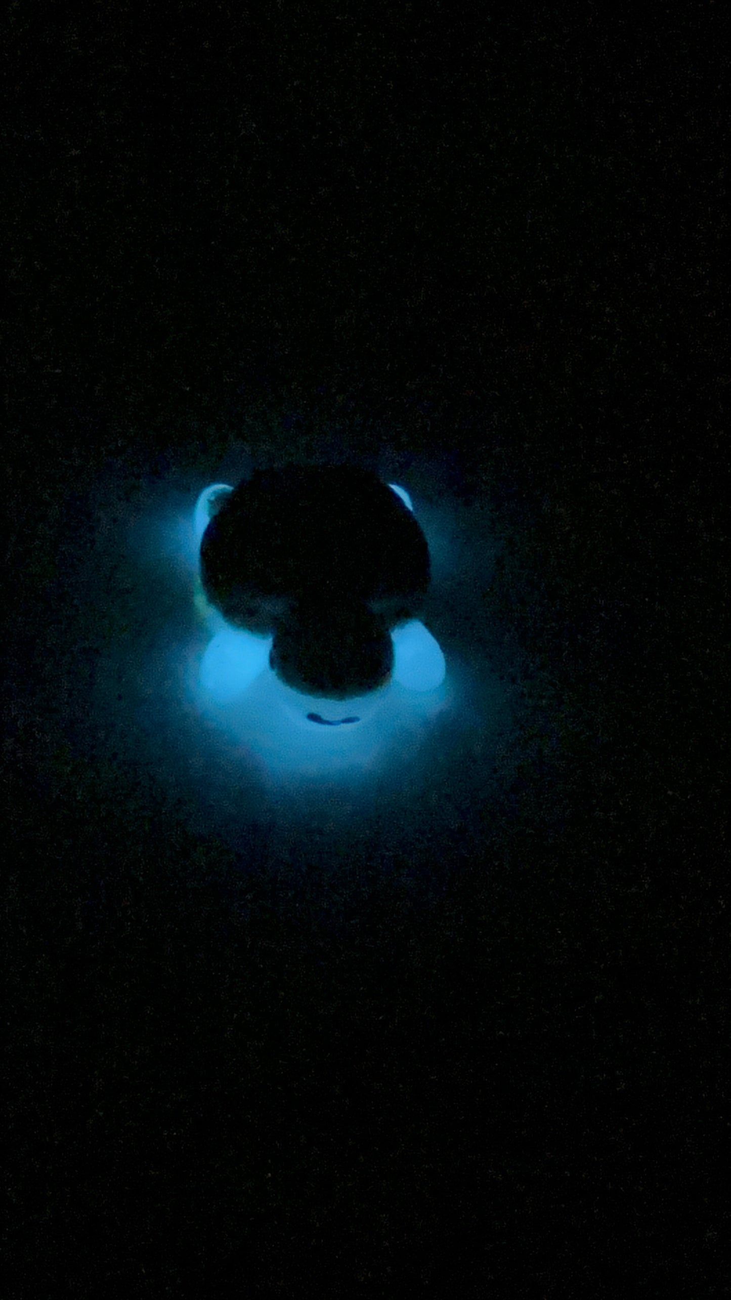 Tortuga en arena de playa Glow in the dark