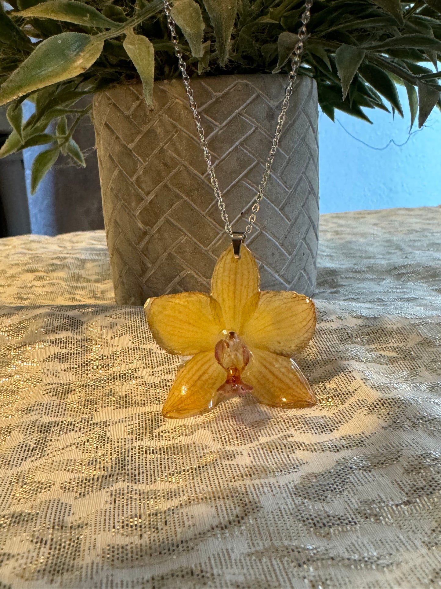 Orquídeas reales