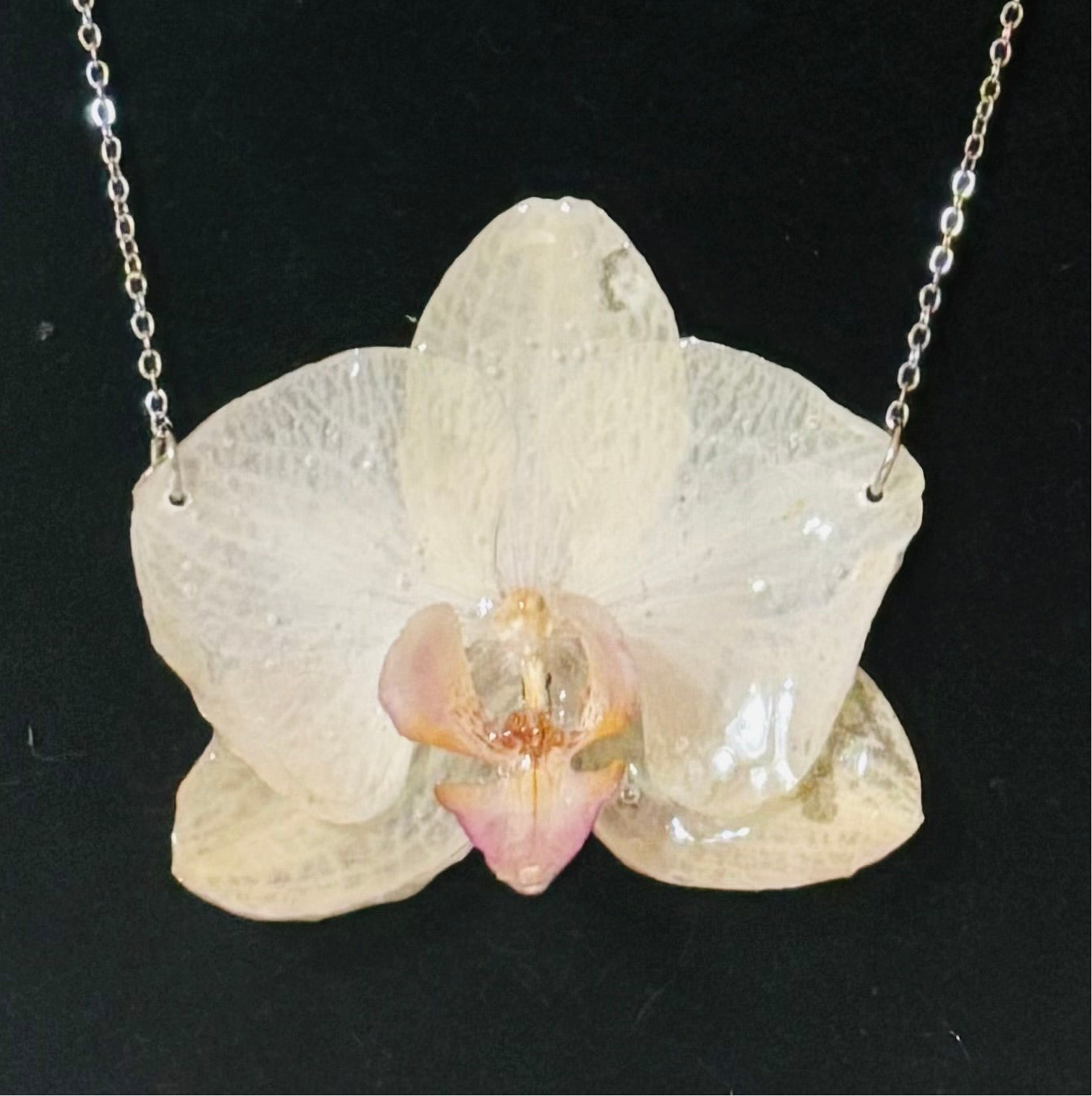 Orquídea real vitrificada