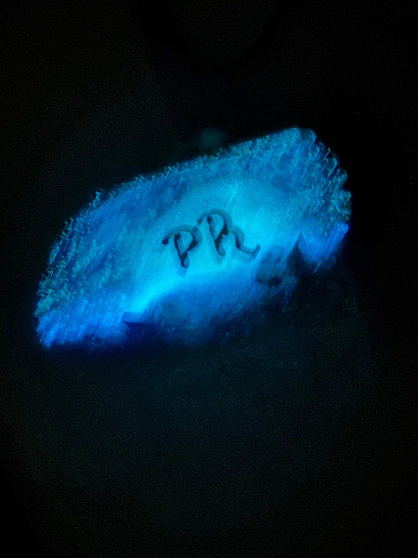 Caracol de playa Cabo Rojo pintado a mano Glow in the dark