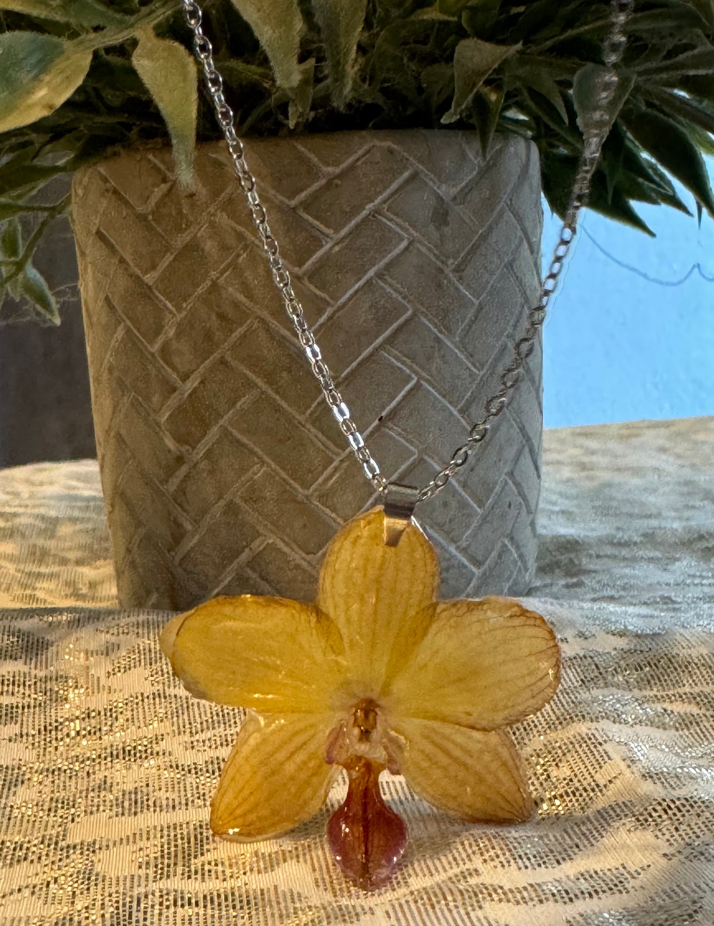 Orquídeas reales